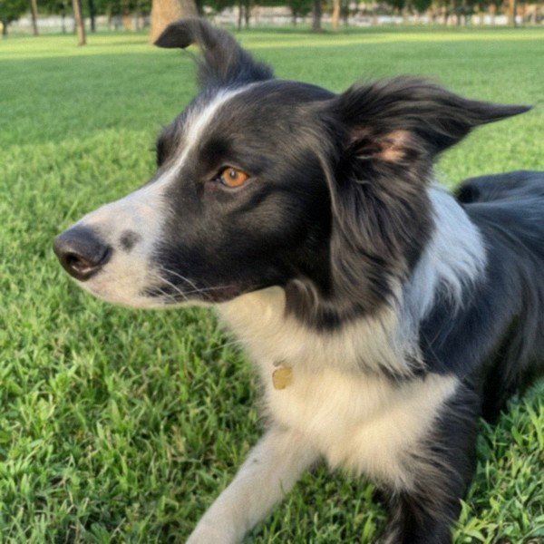 border collie in Grand Prairie, Texas