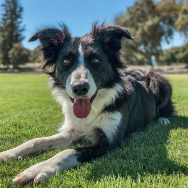 border collie in Hayward, California