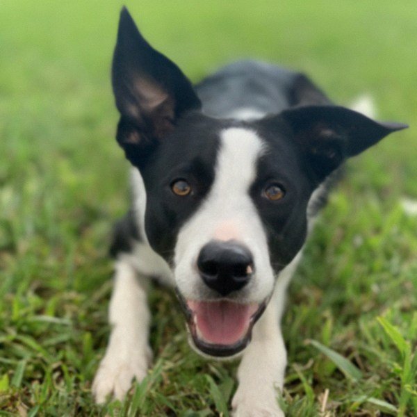 border collie in Hialeah, Florida
