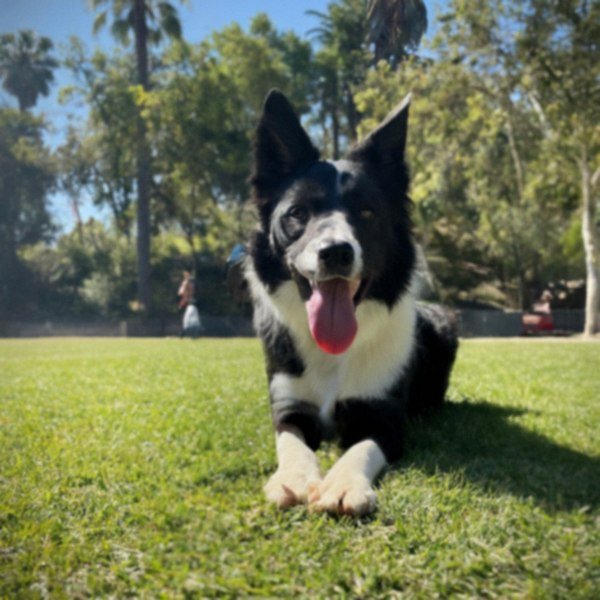 border collie in Hollywood, California