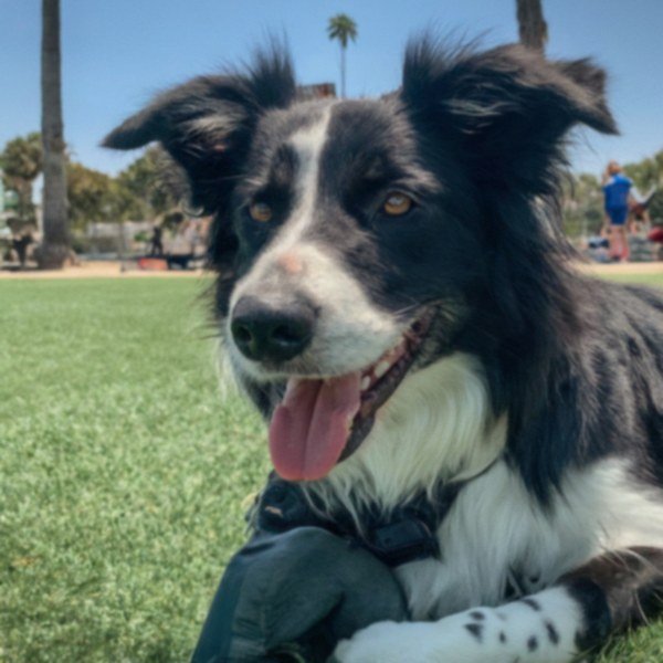 border collie in Huntington Beach, California