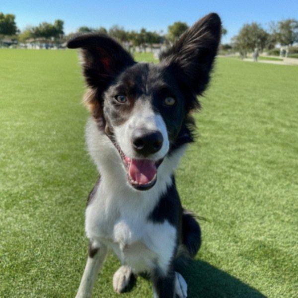 border collie in Irvine, California