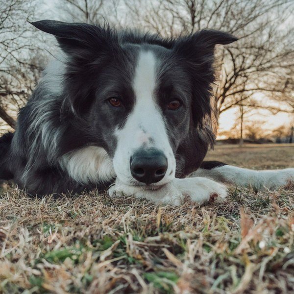 border collie in Irving, Texas