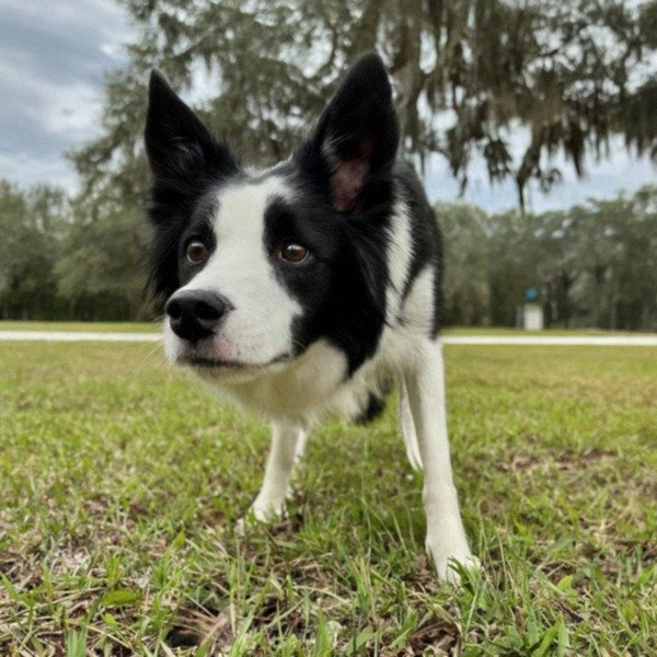 border collie in Jacksonville, Florida