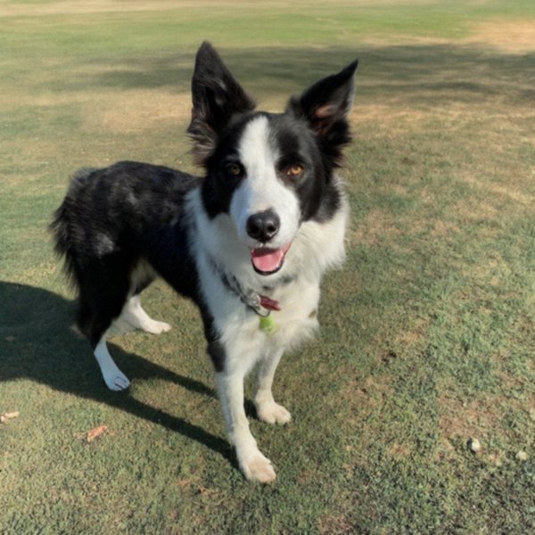 border collie in Lancaster, California