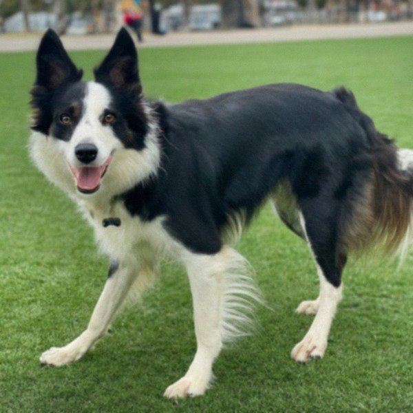 border collie in Long Beach, California