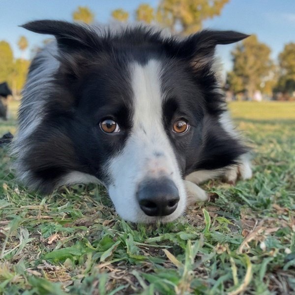 border collie in Los Angeles, California