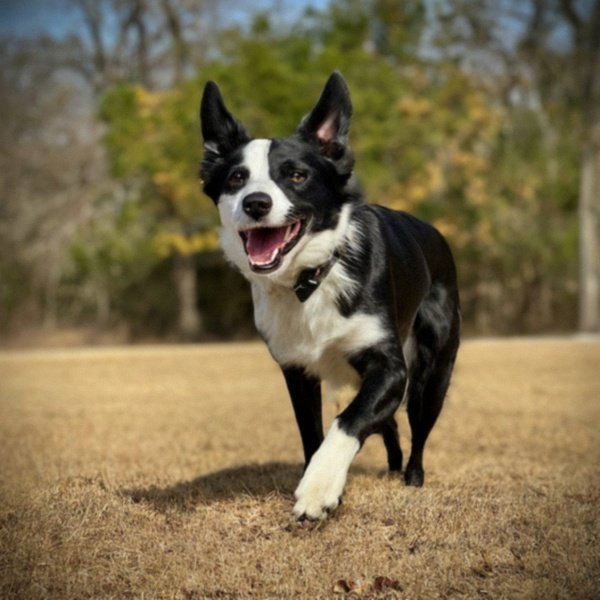 border collie in Mckinney, Texas
