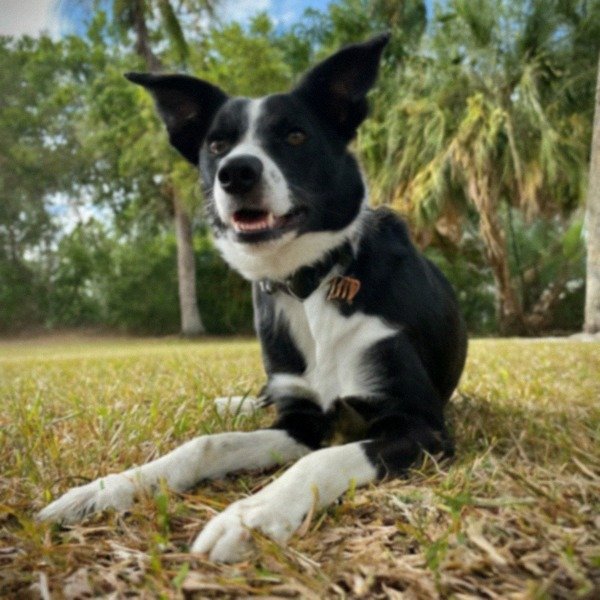 border collie in Miami, Florida