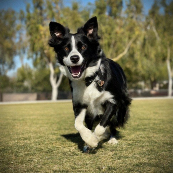 border collie in Moreno Valley, California