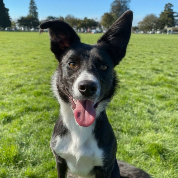 border collie in Oakland, California