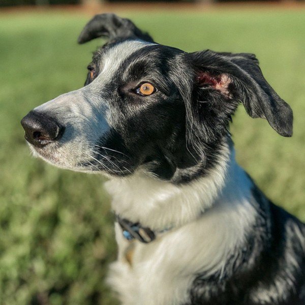 border collie in Orlando, Florida
