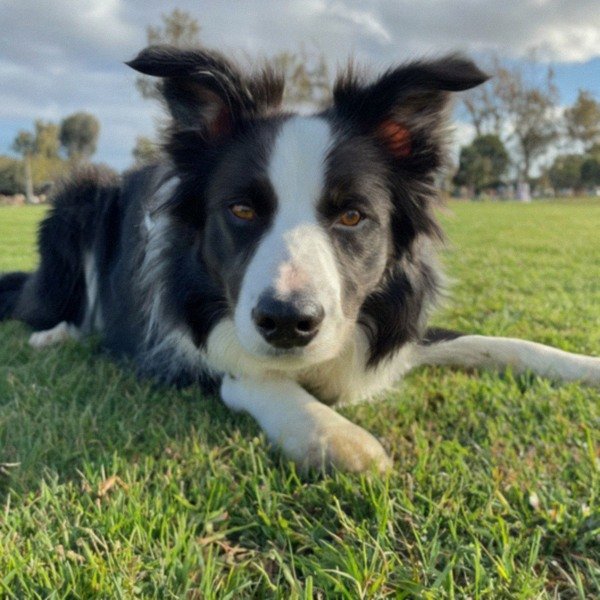 border collie in Oxnard, California