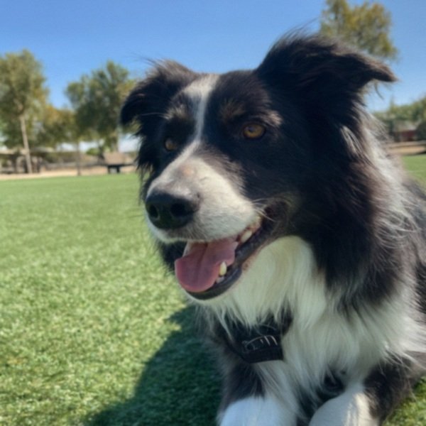 border collie in Palmdale, California
