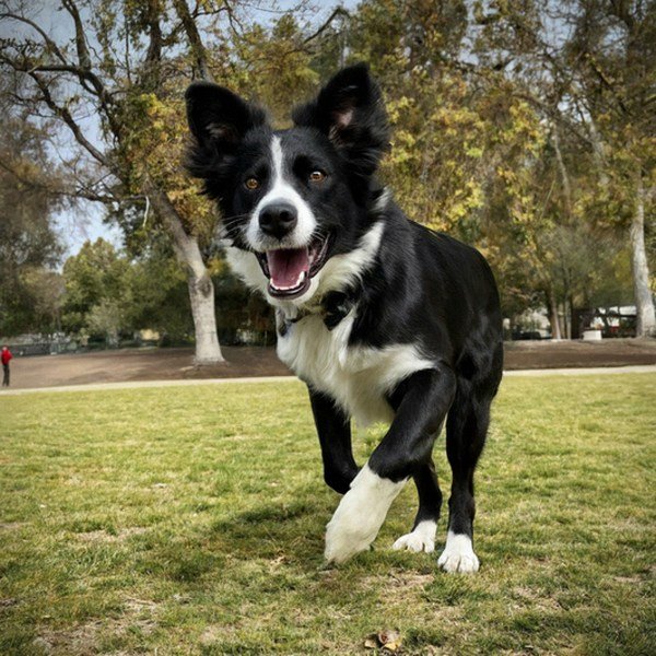 border collie in Pasadena, California