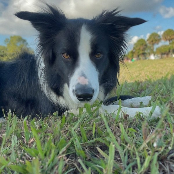 border collie in Pembroke Pines, Florida