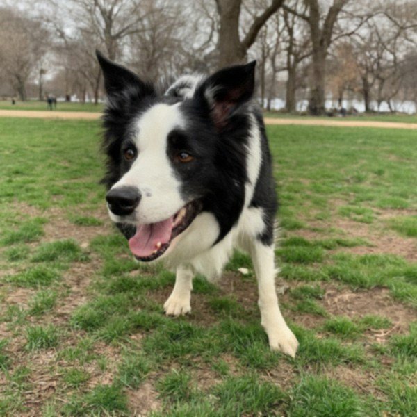border collie in Philadelphia, Pennsylvania