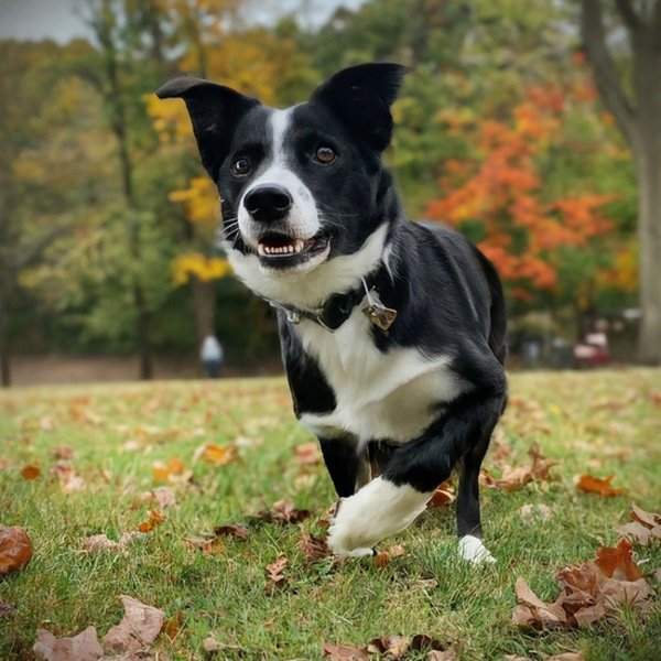 border collie in Pittsburgh, Pennsylvania