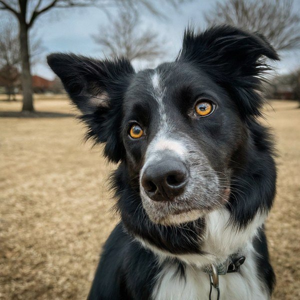 border collie in Plano, Texas
