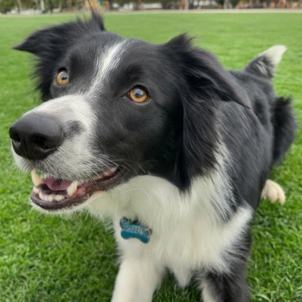 border collie in Pomona, California