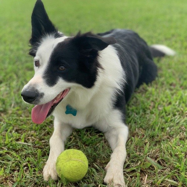 border collie in Port St. Lucie, Florida