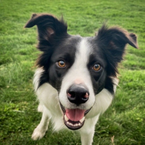border collie in Rochester, New York