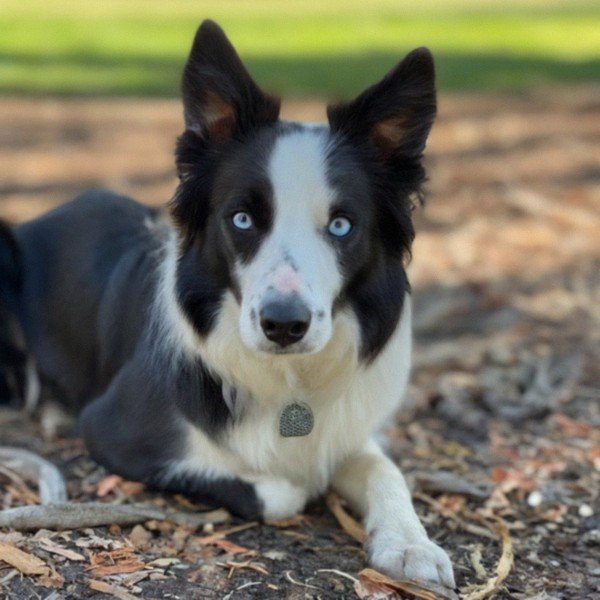 border collie in Sacramento, California