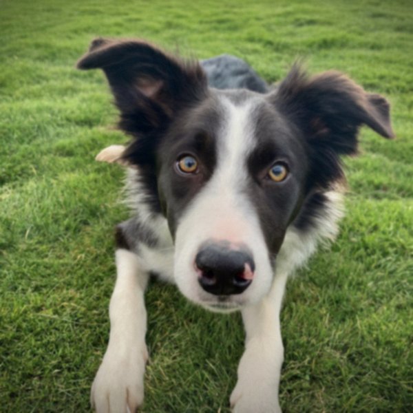 border collie in Salinas, California