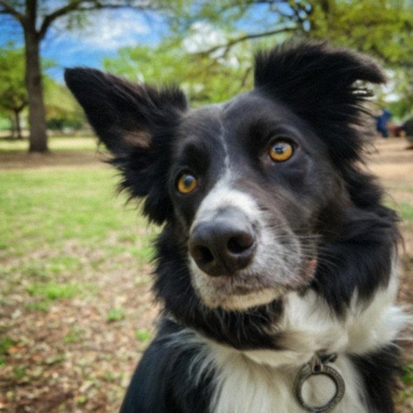 border collie in San Antonio, Texas