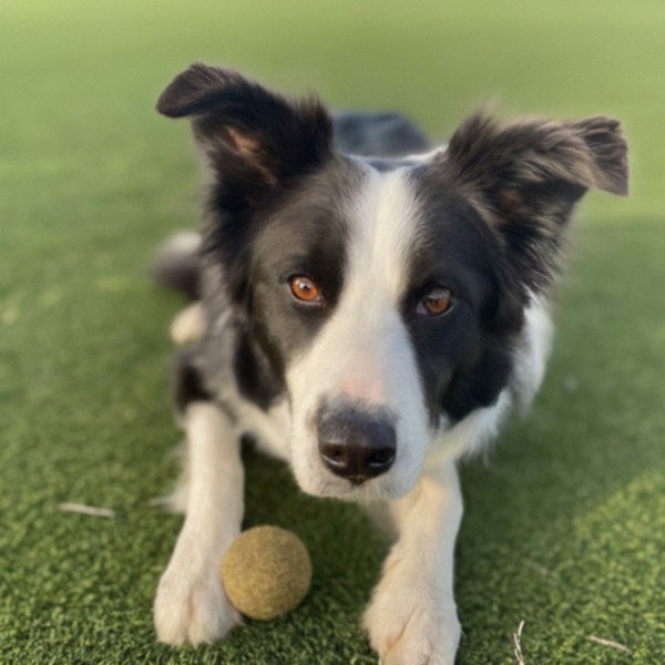 border collie in San Bernardino, California