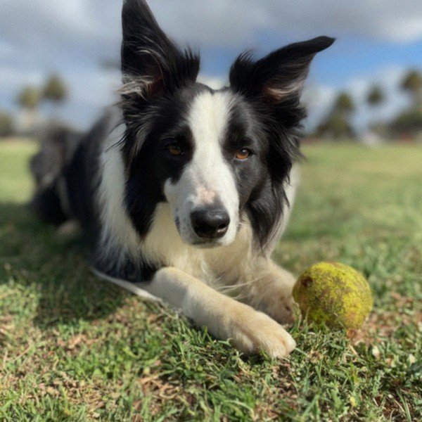 border collie in San Diego, California