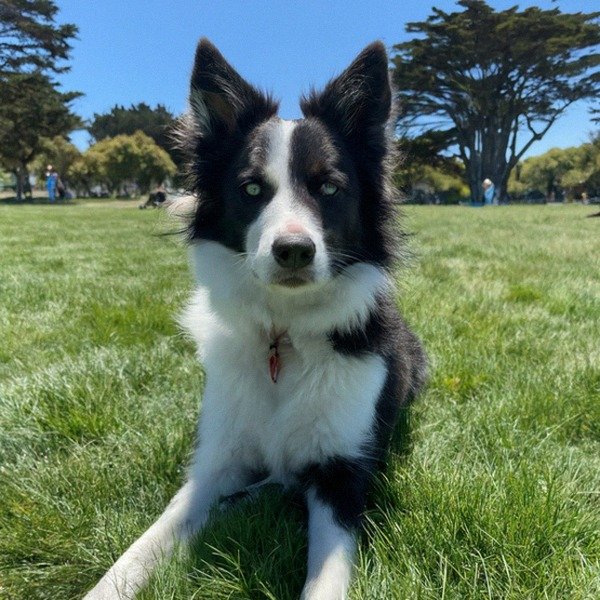 border collie in San Francisco, California
