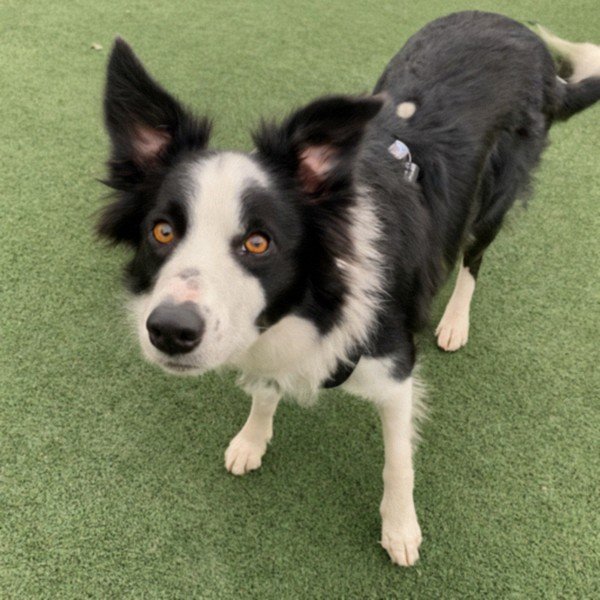 border collie in Santa Ana, California