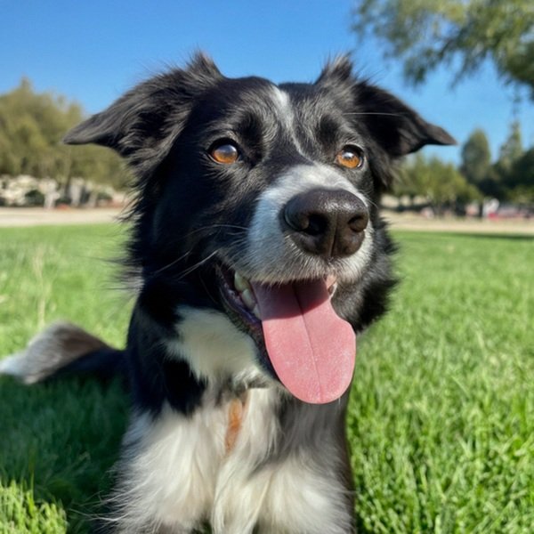 border collie in Santa Clarita, California