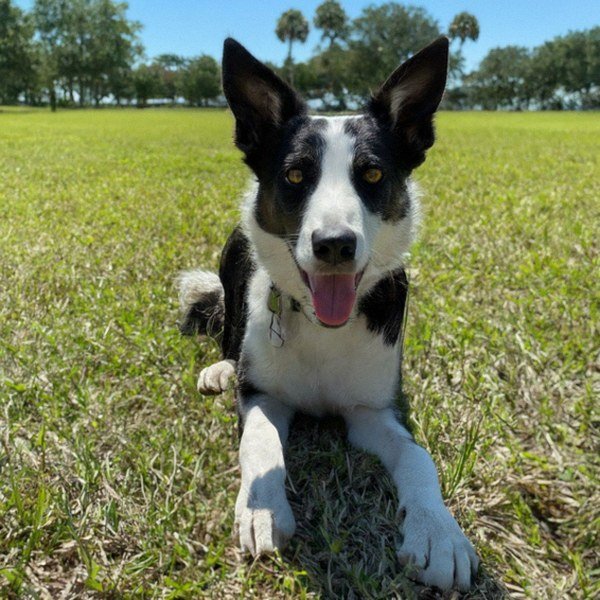 border collie in St. Petersburg, Florida