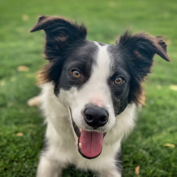 border collie in Stockton, California