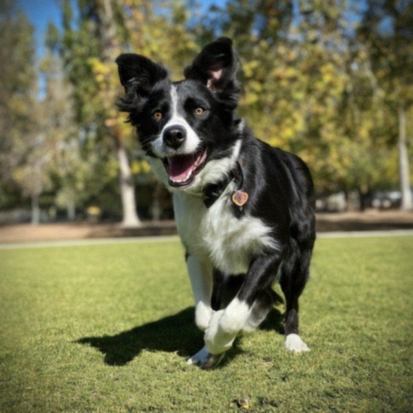 border collie in Sunnyvale, California