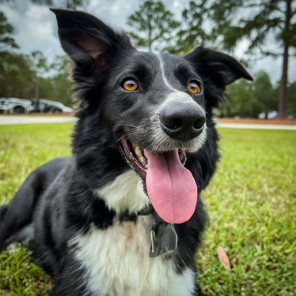 border collie in Tallahassee, Florida