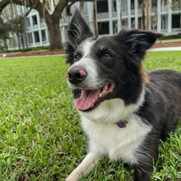border collie in Tampa, Florida