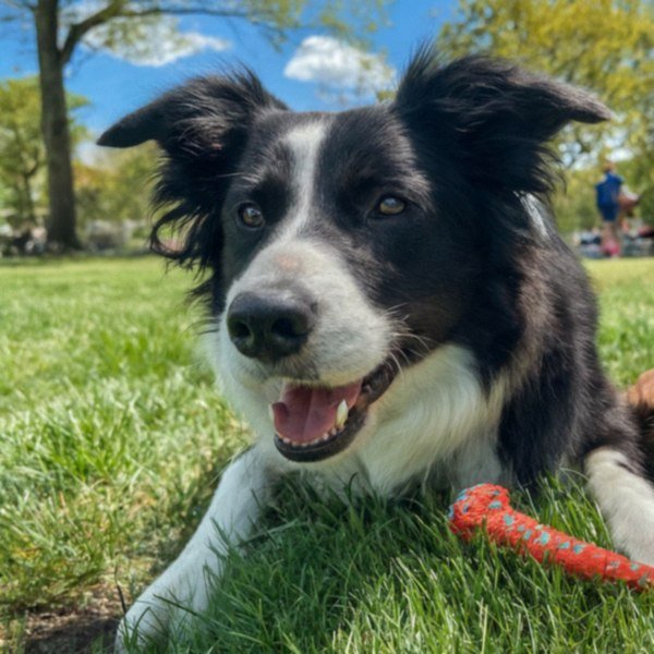 border collie in Yonkers, New York