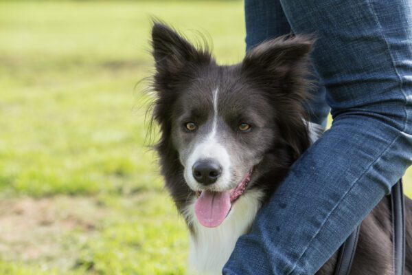 Border Collie Dog Outdoors