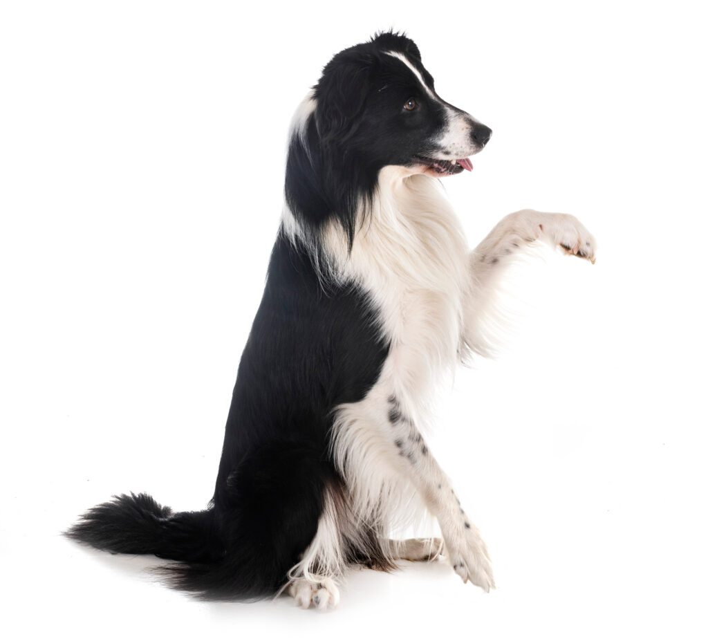 How to Adopt a Border Collie in Illinois
