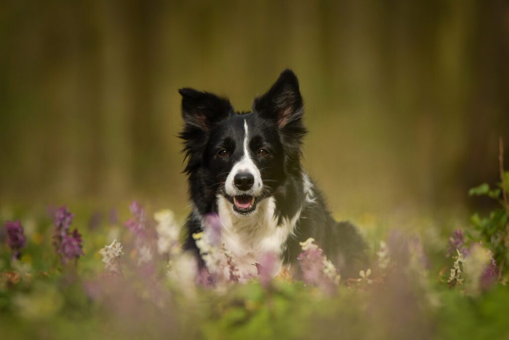 Border Collie In Nature