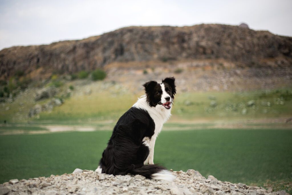 Border Collie Sitting On A Rock