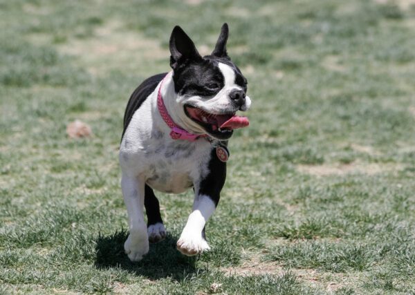 Boston Terrier At The Park