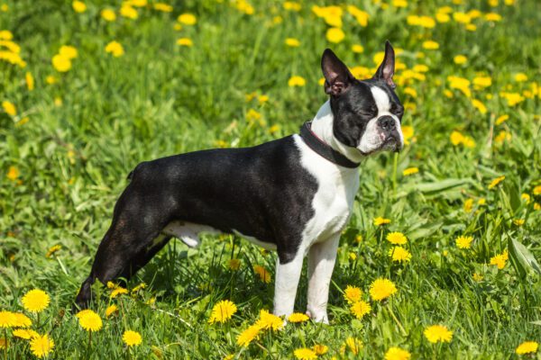 Boston Terrier Posing With Closed Eyes In The Grass Outdoors