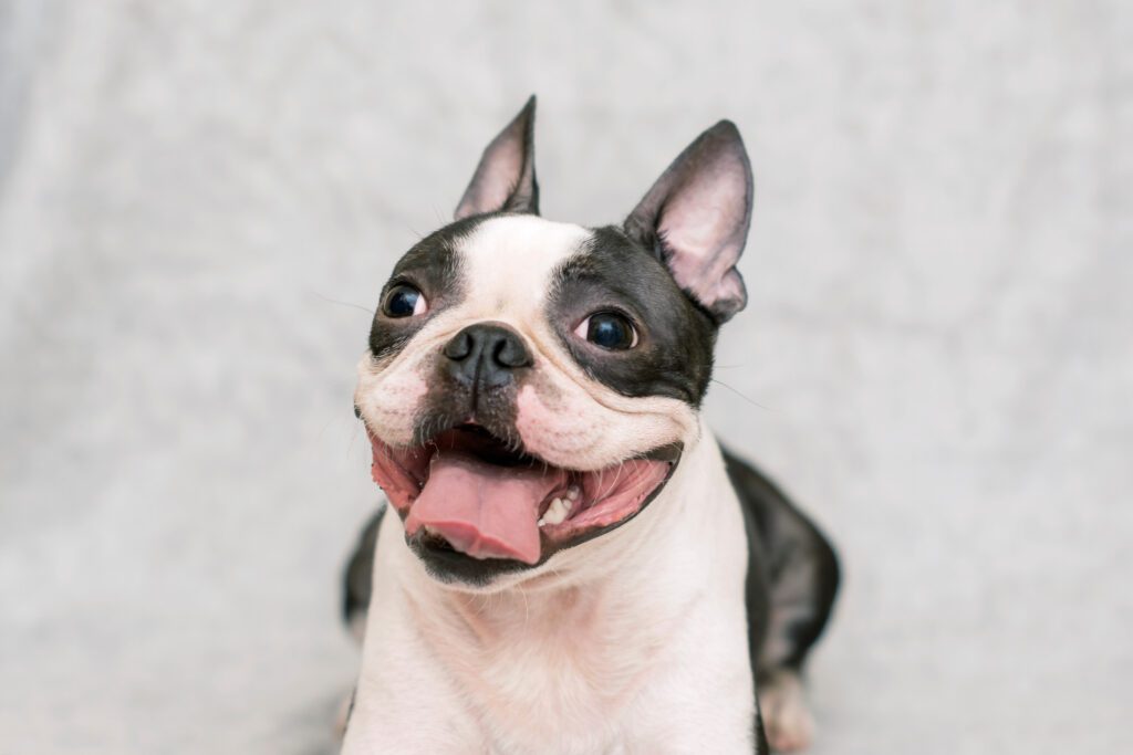 How to Adopt a Boston Terrier in New Hampshire