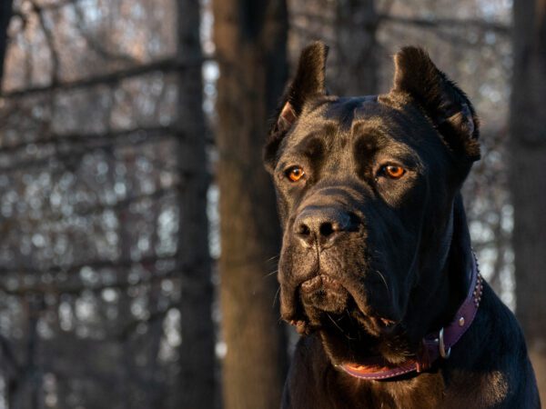 Cane Corso In The Woods