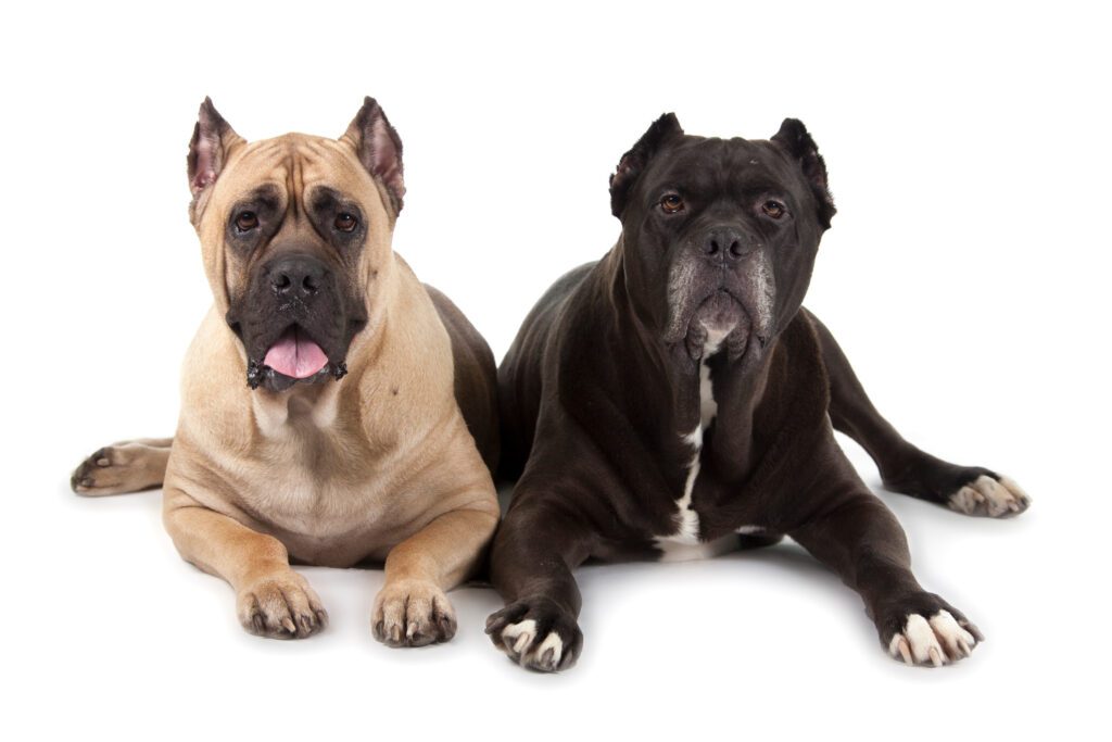 How to Adopt a Cane Corso in Illinois