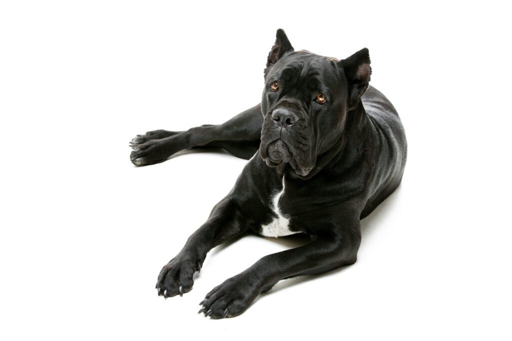 How to Adopt a Cane Corso in Ohio